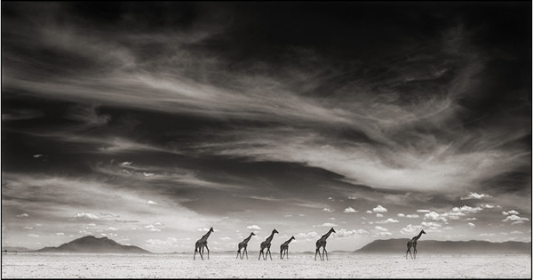 Nick Brandt - Inspiration from Masters of Photography 