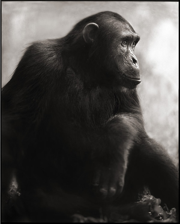 Nick Brandt - Inspiration from Masters of Photography 