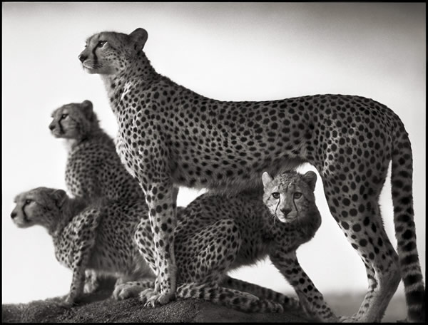 Nick Brandt - Inspiration from Masters of Photography 