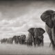 Nick Brandt: Inspiration From Masters Of Photography