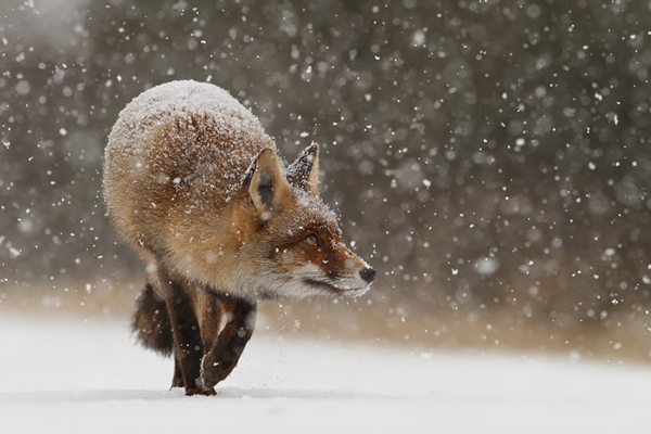 Roeselien Raimond 