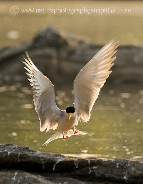 Backlit-River-Tern - 10 Tips to Capture Amazing Photographs of Birds in Flight