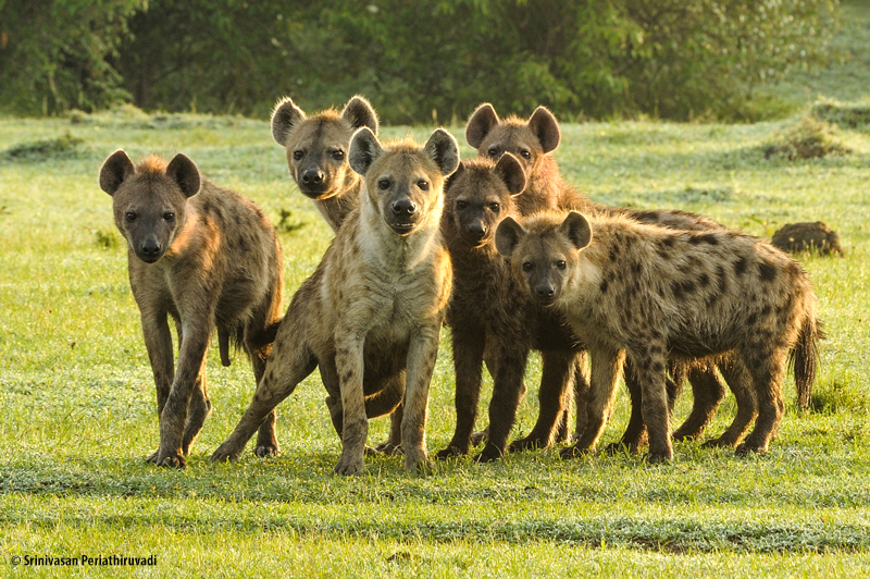 Interview with Wildlife Photographer Srinivasan Periathiruvadi