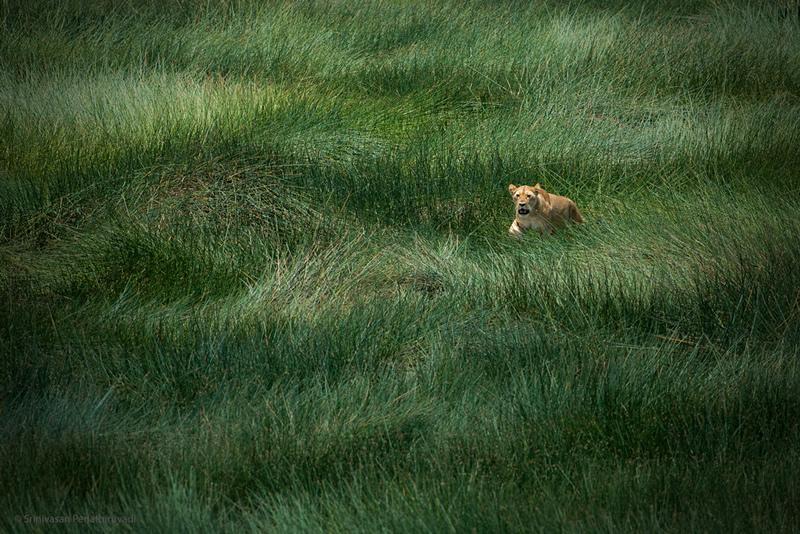 Interview with Wildlife Photographer Srinivasan Periathiruvadi