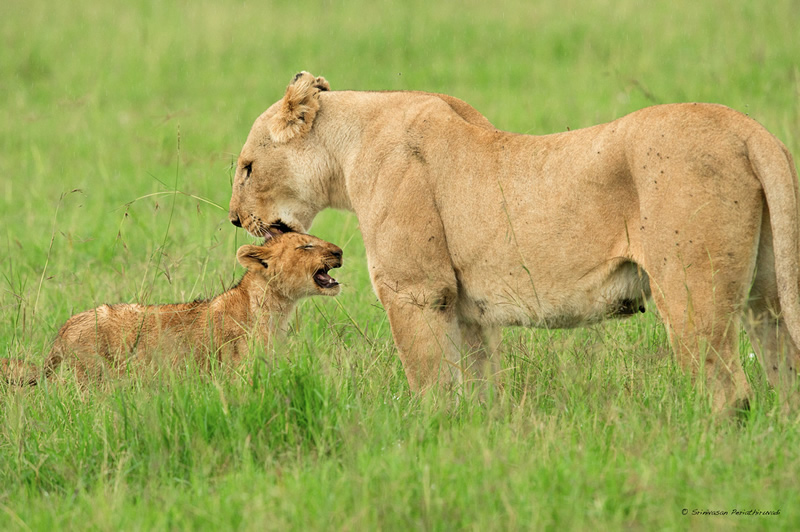 Interview with Wildlife Photographer Srinivasan Periathiruvadi