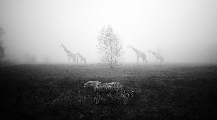 Frank Machalowski & his Other Worldly Photographs of Exotic Animals