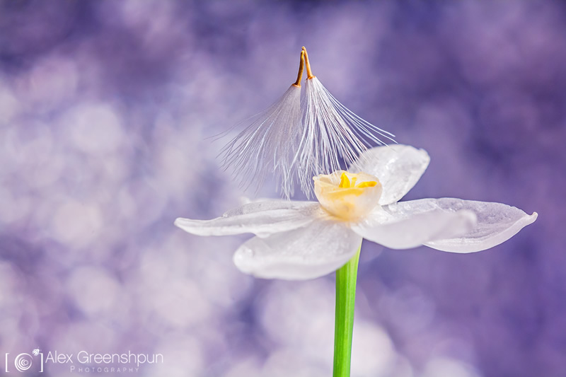 Nature and Macro Photography by Alex Greenshpun