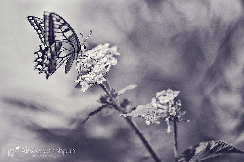 Nature and Macro Photography by Alex Greenshpun