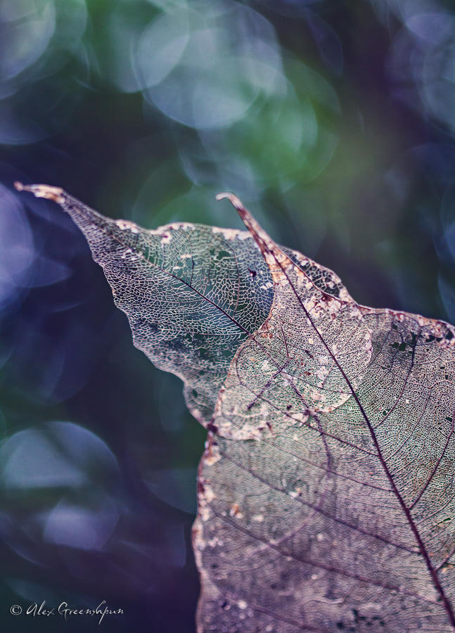 Nature and Macro Photography by Alex Greenshpun