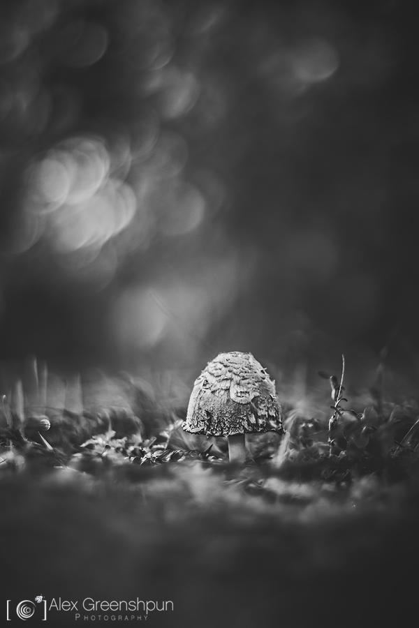 Nature and Macro Photography by Alex Greenshpun