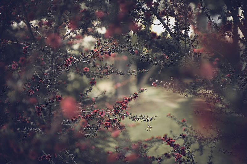 Feel the Springtime - Super soft photographs by Rachel Bellinsky