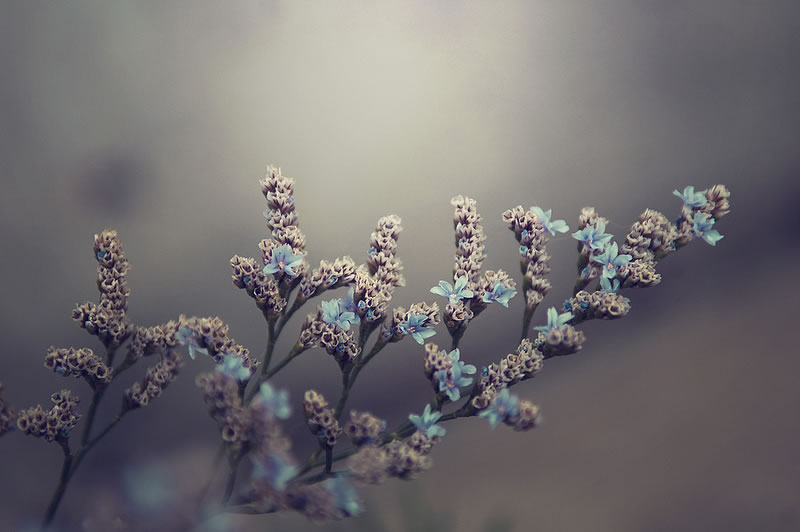 Feel the Springtime - Super soft photographs by Rachel Bellinsky