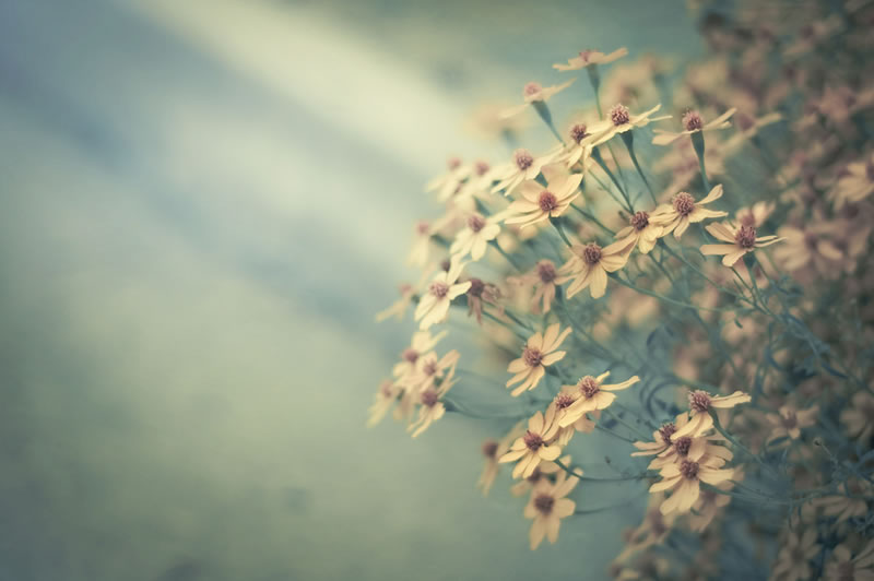 Feel the Springtime - Super soft photographs by Rachel Bellinsky