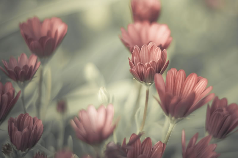 Feel the Springtime - Super soft photographs by Rachel Bellinsky