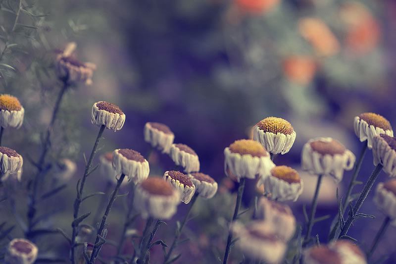 Feel the Springtime - Super soft photographs by Rachel Bellinsky