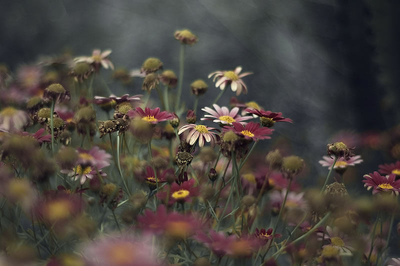 Feel the Springtime - Super soft photographs by Rachel Bellinsky