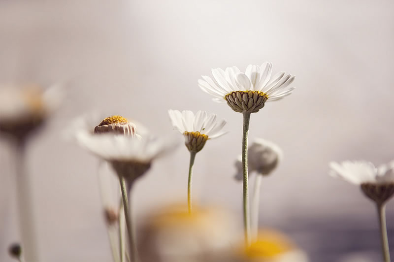 Feel the Springtime - Super soft photographs by Rachel Bellinsky