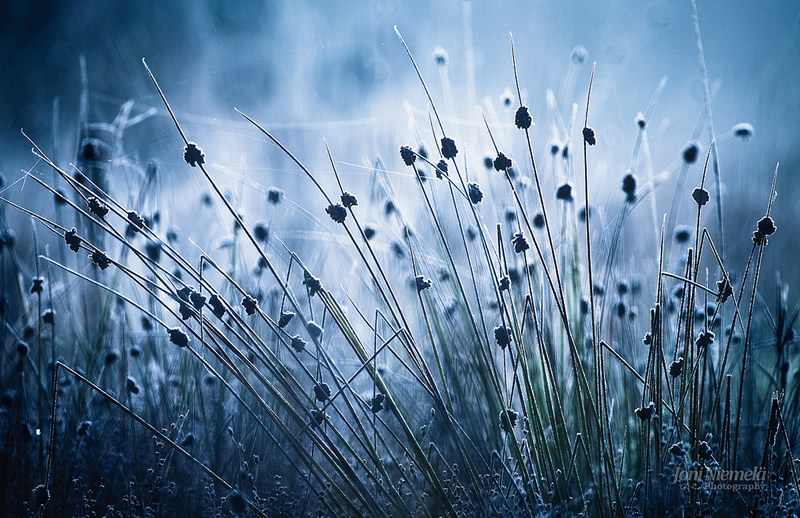 Bokehlicious Patterns of Nature by Joni Niemela