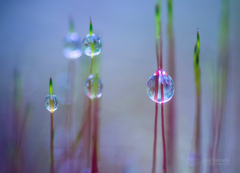 Bokehlicious Patterns of Nature by Joni Niemela