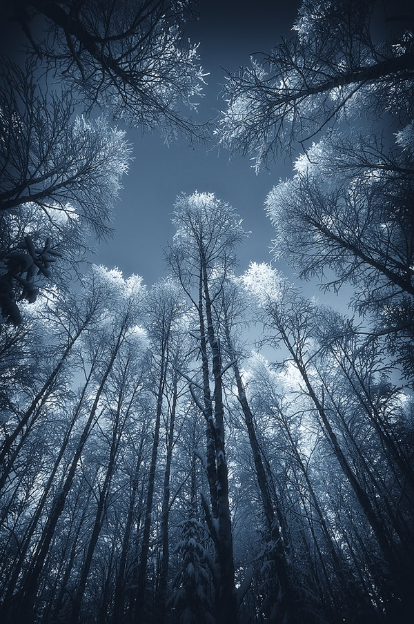 Bokehlicious Patterns of Nature by Joni Niemela