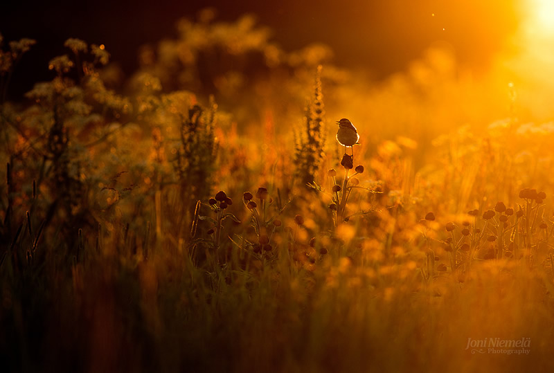 Bokehlicious Patterns of Nature by Joni Niemela