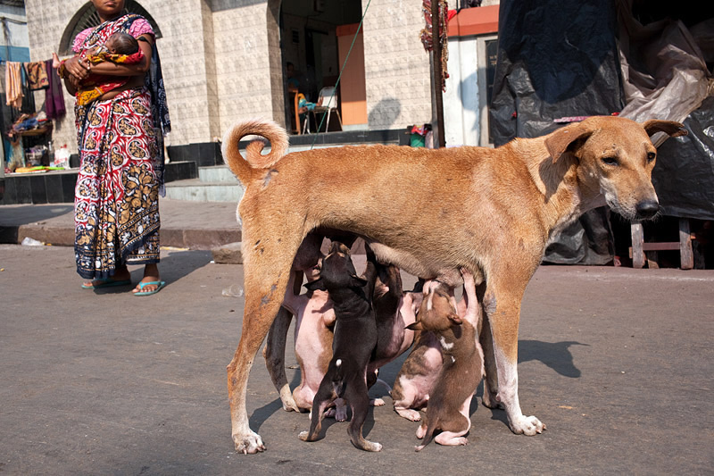 Street Photography in India - 50 Stunning Color Photos