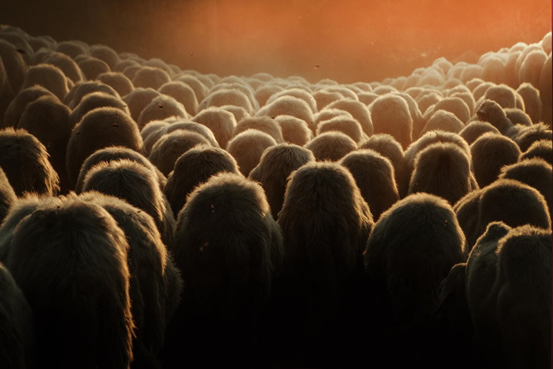 Marco Sgarbi shoots a flock of sheep and a shepherd dog, the pictures are simply mindblowing