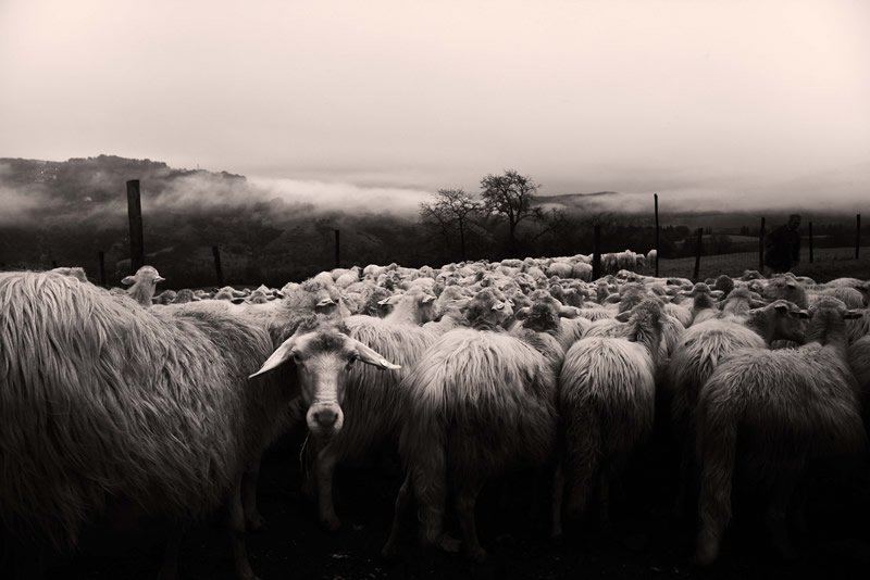 Marco Sgarbi shoots a flock of sheep and a shepherd dog, the pictures are simply mindblowing