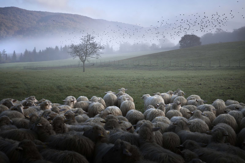 Marco Sgarbi shoots a flock of sheep and a shepherd dog, the pictures are simply mindblowing