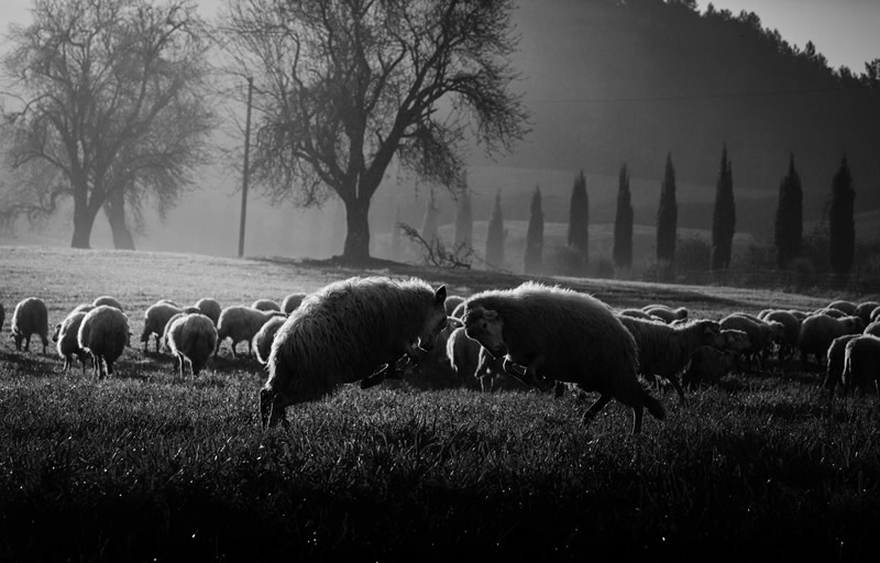 Marco Sgarbi shoots a flock of sheep and a shepherd dog, the pictures are simply mindblowing