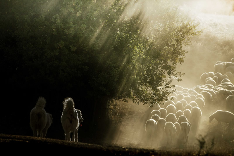 Marco Sgarbi shoots a flock of sheep and a shepherd dog, the pictures are simply mindblowing