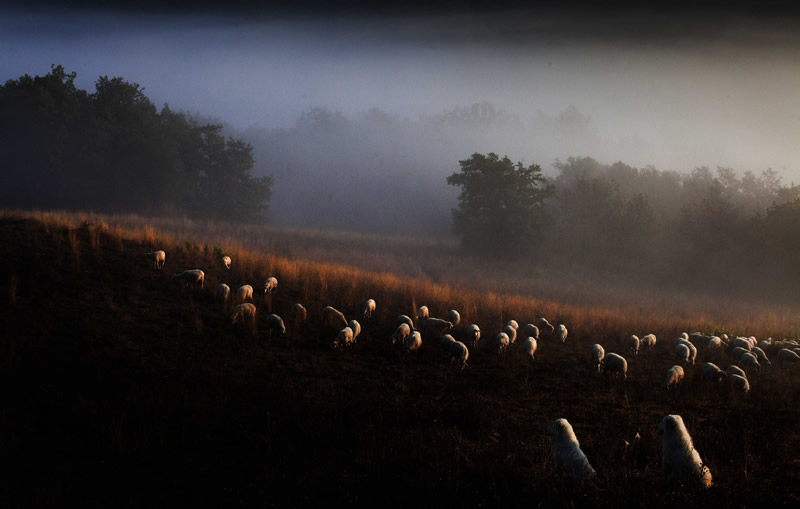 Marco Sgarbi shoots a flock of sheep and a shepherd dog, the pictures are simply mindblowing