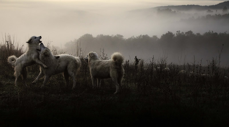 Marco Sgarbi shoots a flock of sheep and a shepherd dog, the pictures are simply mindblowing