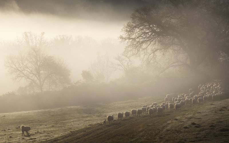 Marco Sgarbi shoots a flock of sheep and a shepherd dog, the pictures are simply mindblowing