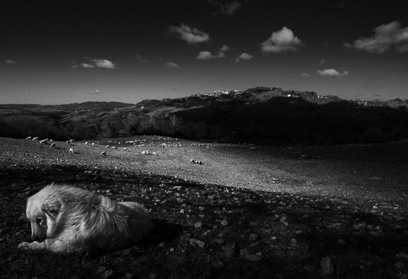 Marco Sgarbi shoots a flock of sheep and a shepherd dog, the pictures are simply mindblowing