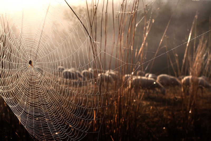 Marco Sgarbi shoots a flock of sheep and a shepherd dog, the pictures are simply mindblowing