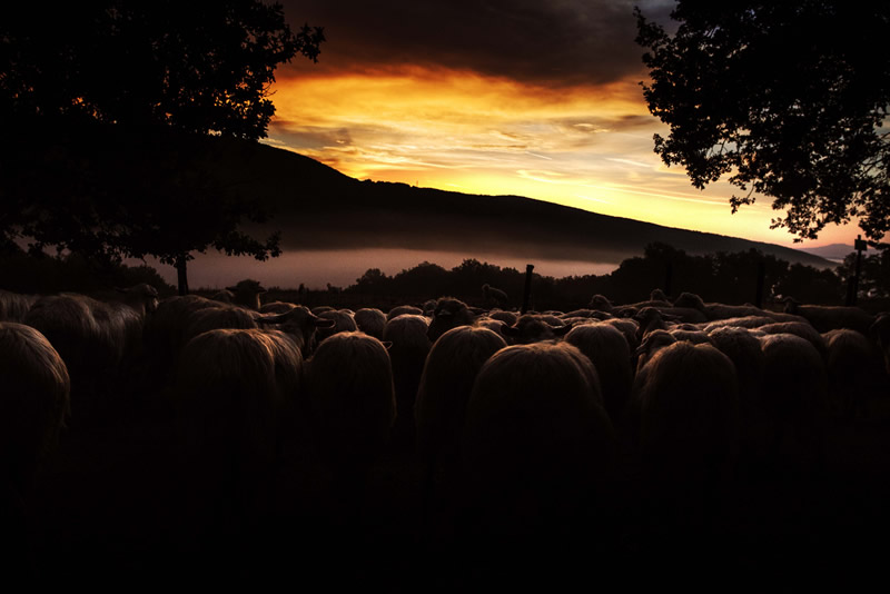 Marco Sgarbi shoots a flock of sheep and a shepherd dog, the pictures are simply mindblowing