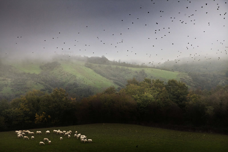 Marco Sgarbi shoots a flock of sheep and a shepherd dog, the pictures are simply mindblowing