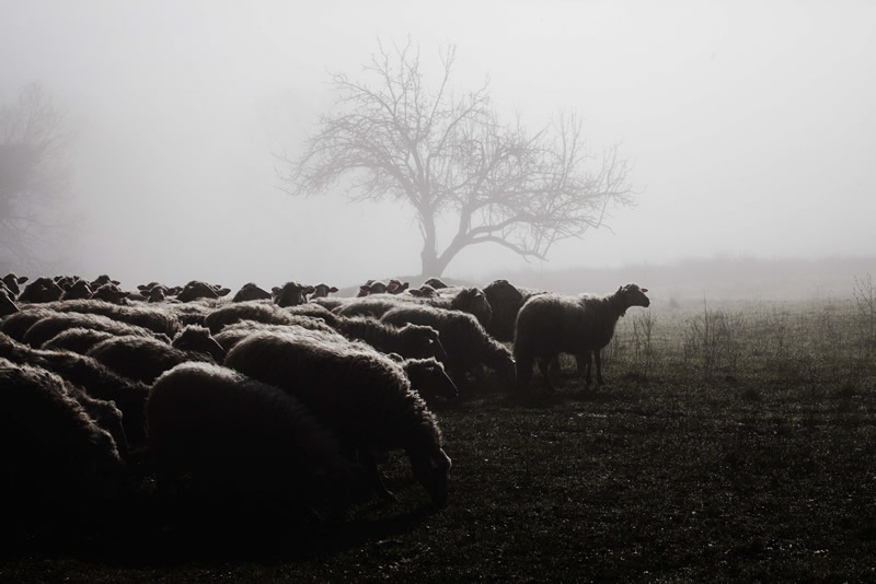 Marco Sgarbi shoots a flock of sheep and a shepherd dog, the pictures are simply mindblowing