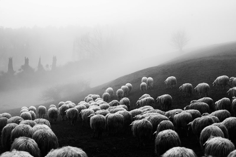 Marco Sgarbi shoots a flock of sheep and a shepherd dog, the pictures are simply mindblowing