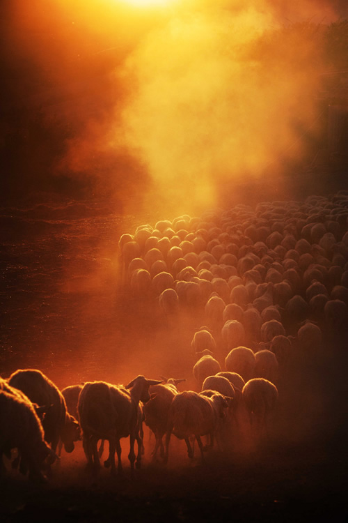 Marco Sgarbi shoots a flock of sheep and a shepherd dog, the pictures are simply mindblowing