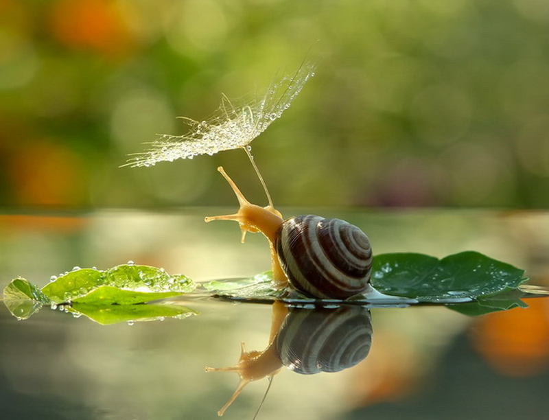 Simply Stunning Macro Photography by Vyacheslav Mishchenko