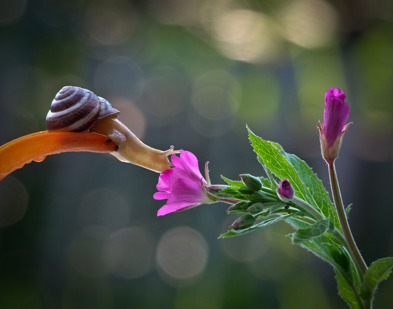 Simply Stunning Macro Photography by Vyacheslav Mishchenko