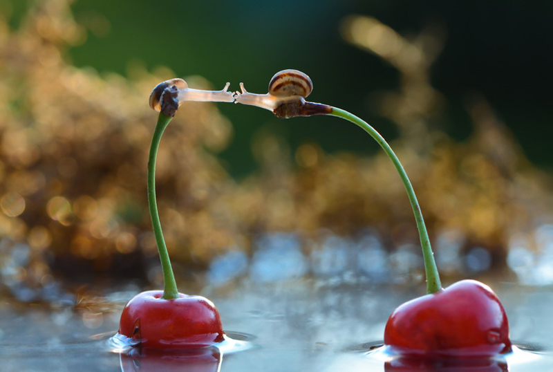 Simply Stunning Macro Photography by Vyacheslav Mishchenko