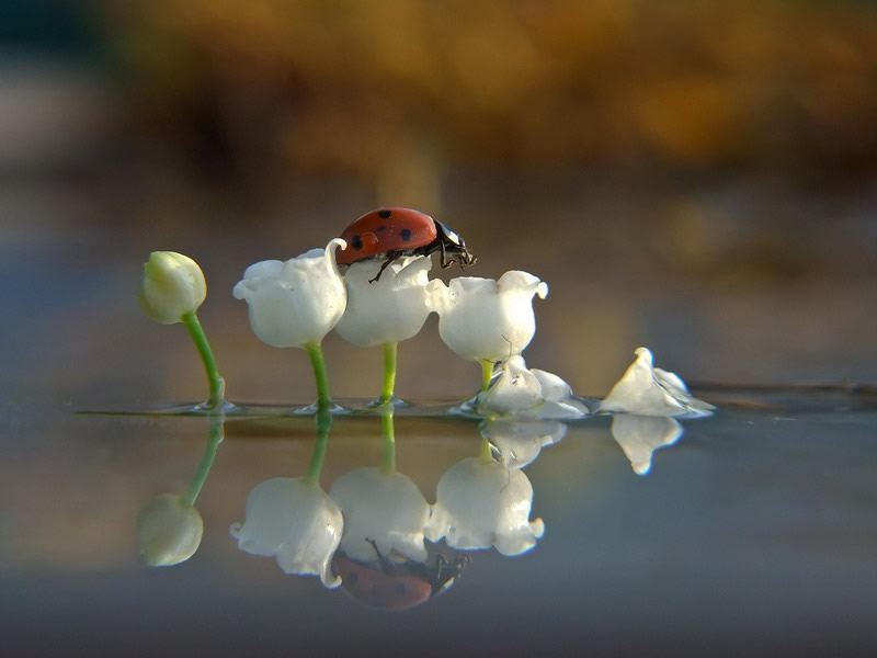 Simply Stunning Macro Photography by Vyacheslav Mishchenko