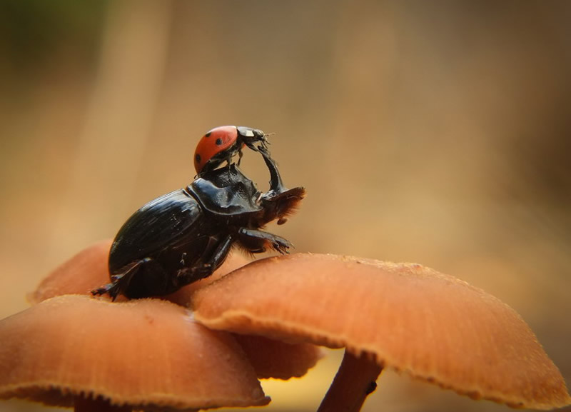 Simply Stunning Macro Photography by Vyacheslav Mishchenko