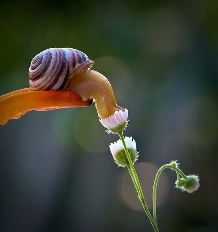 Simply Stunning Macro Photography by Vyacheslav Mishchenko