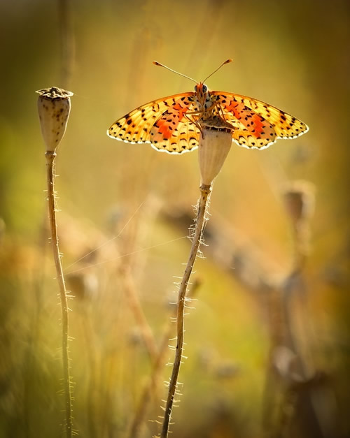 Simply Stunning Macro Photography by Vyacheslav Mishchenko