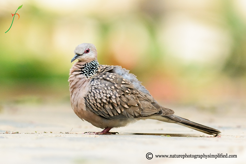 A Simple and Powerful Tip to Improve Your Bird Photography