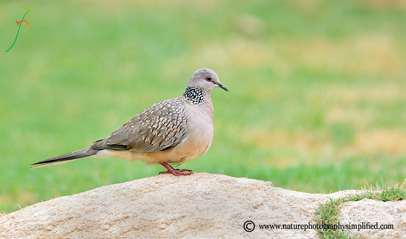 A Simple and Powerful Tip to Improve Your Bird Photography